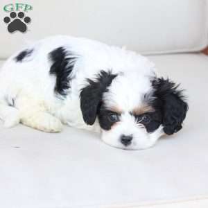 Maddie, Cavachon Puppy