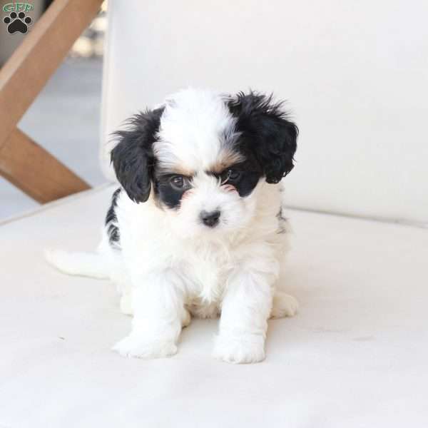 Maddie, Cavachon Puppy