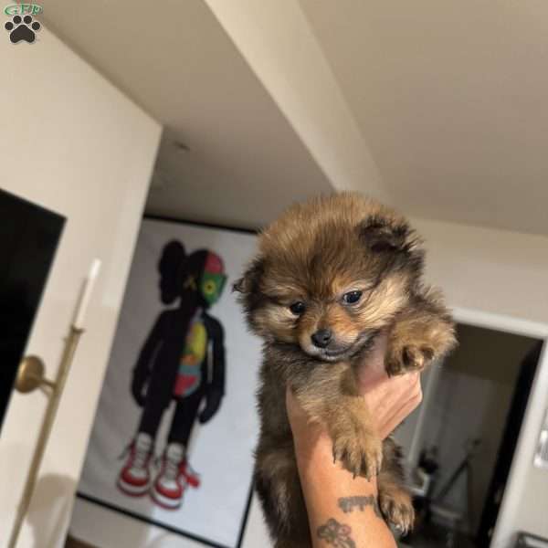 Brownie, Pomeranian Puppy