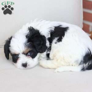 Maddie, Cavachon Puppy