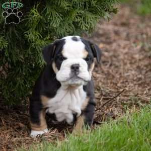 Alistair, English Bulldog Puppy
