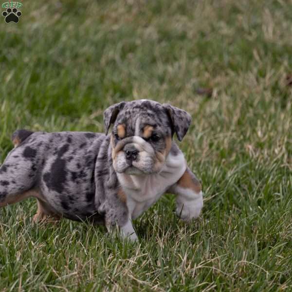 Anton, English Bulldog Puppy