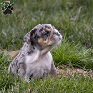 Anton, English Bulldog Puppy