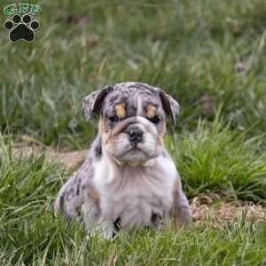 Anton, English Bulldog Puppy
