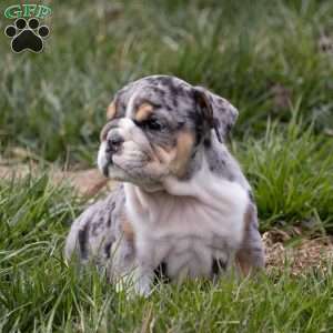 Anton, English Bulldog Puppy