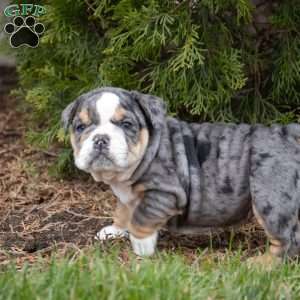 Ace, English Bulldog Puppy