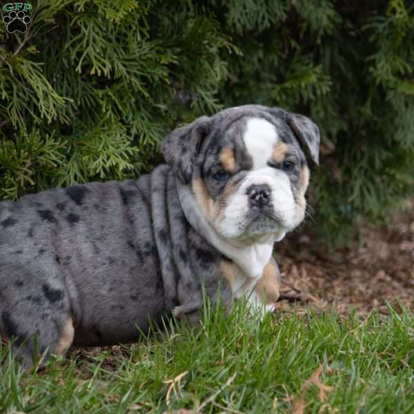 Ace, English Bulldog Puppy