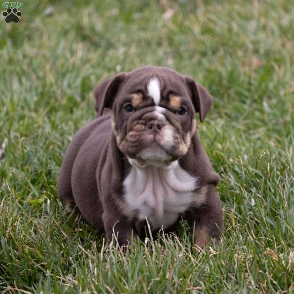 Axel, English Bulldog Puppy