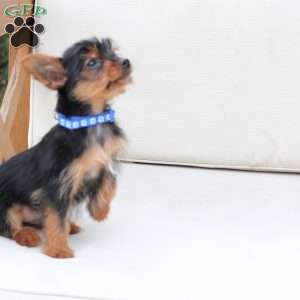 Maverick, Yorkie Puppy