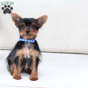 Maverick, Yorkie Puppy