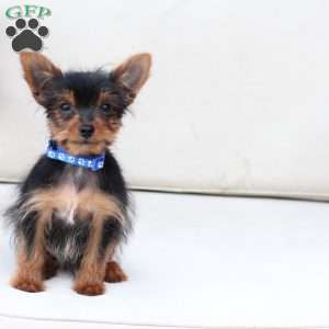 Maverick, Yorkie Puppy
