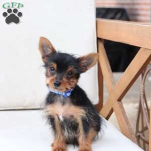 Maverick, Yorkie Puppy