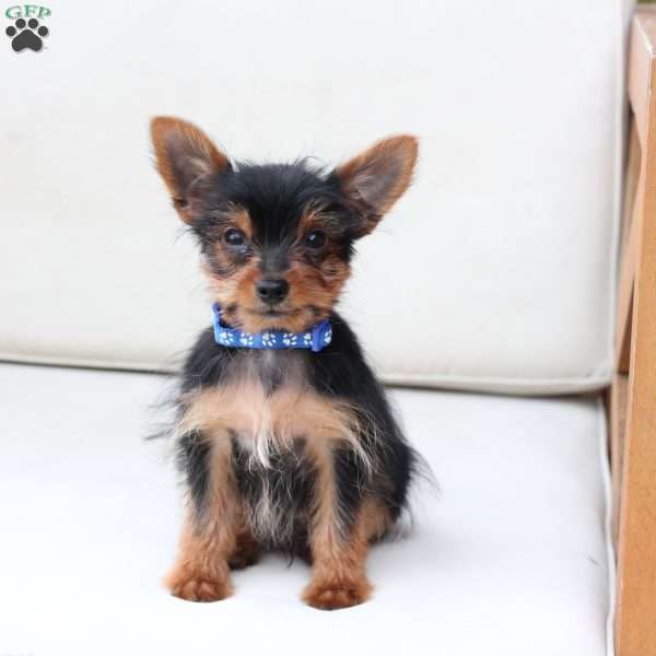 Maverick, Yorkie Puppy