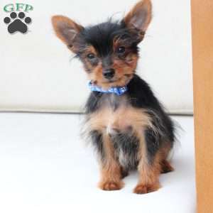 Maverick, Yorkie Puppy