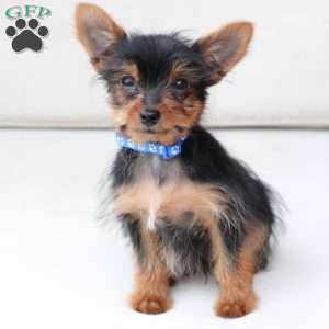 Maverick, Yorkie Puppy