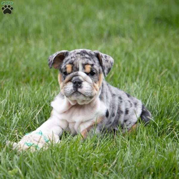 Anton, English Bulldog Puppy