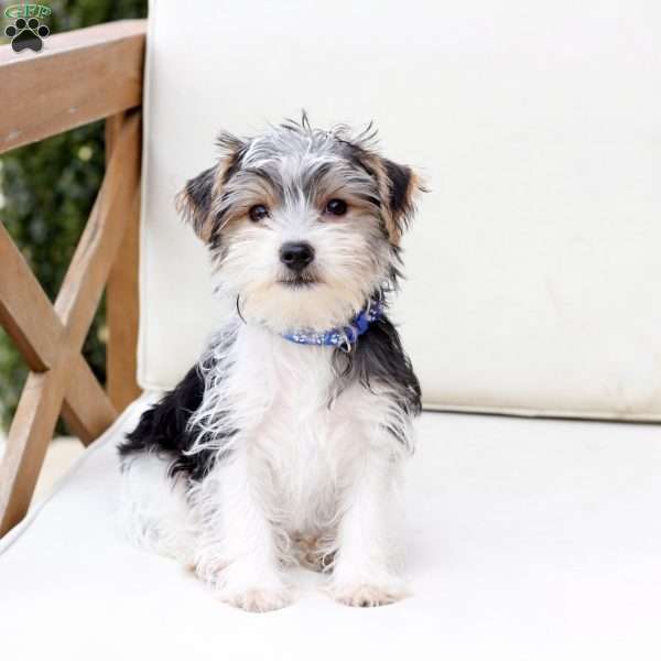 Rocky, Yorkie Puppy