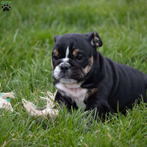Amber, English Bulldog Puppy