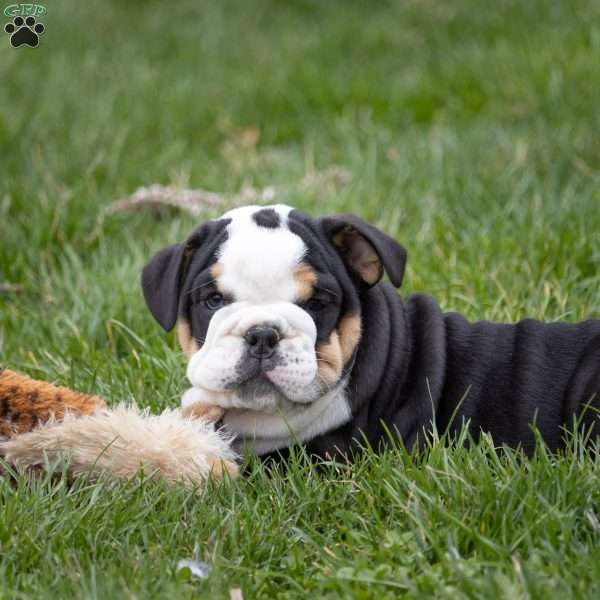 Alistair, English Bulldog Puppy