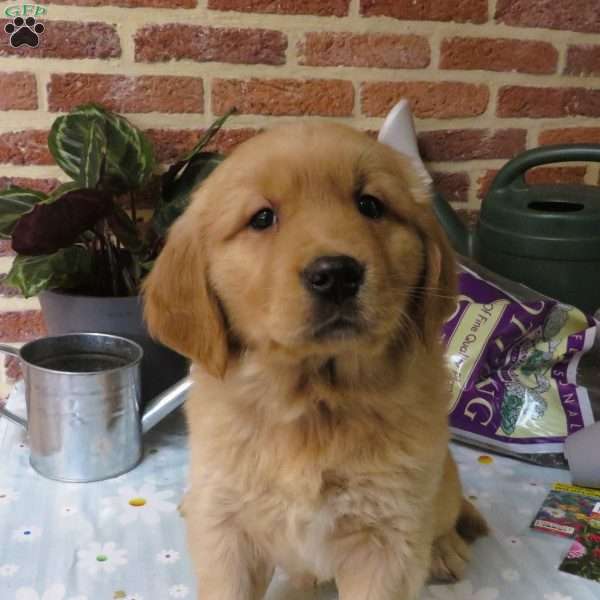 Willy, Golden Retriever Puppy