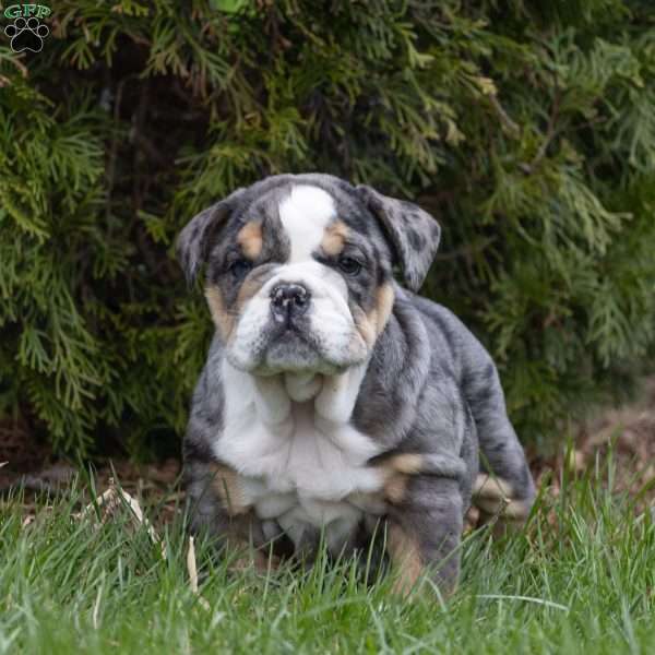Ace, English Bulldog Puppy