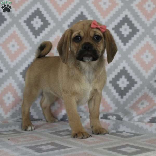 Gretchen, Puggle Puppy