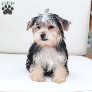 Rosie, Yorkie Puppy
