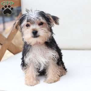 Rosie, Yorkie Puppy