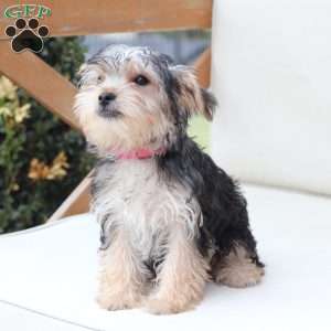 Rosie, Yorkie Puppy
