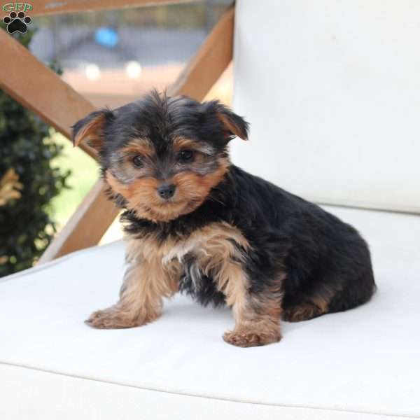 Millie, Yorkie Puppy