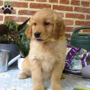 Wonder, Golden Retriever Puppy