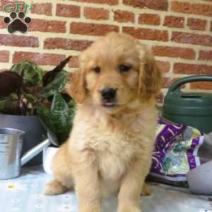 Wonder, Golden Retriever Puppy
