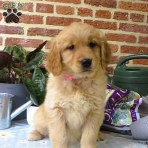 Wonder, Golden Retriever Puppy