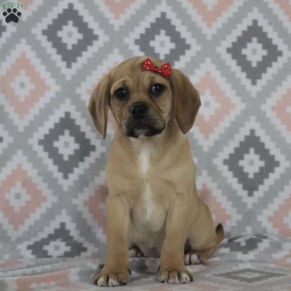 Tara, Puggle Puppy