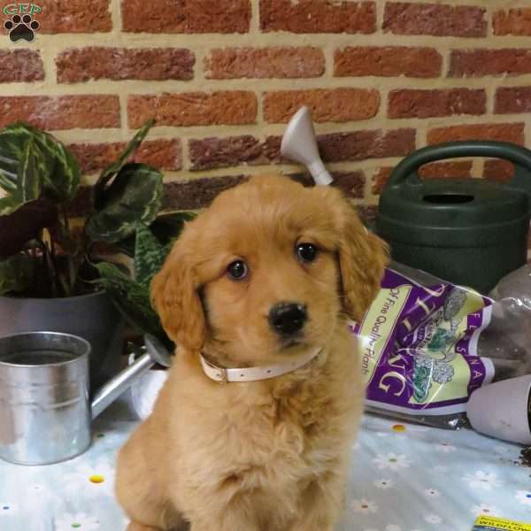 Weiner, Golden Retriever Puppy