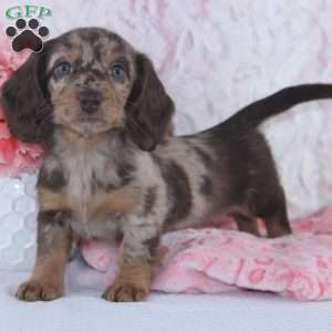 Danae, Dachshund Puppy