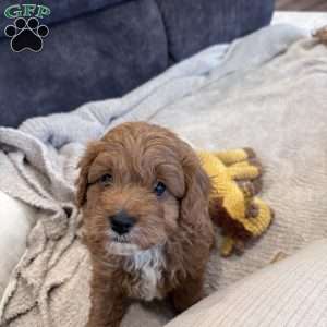 Jasper, Cavapoo Puppy
