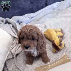 Jasper, Cavapoo Puppy