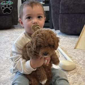 Jasper, Cavapoo Puppy