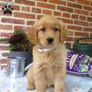 Weiner, Golden Retriever Puppy
