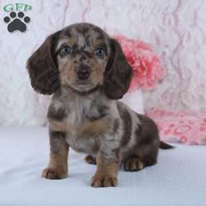 Danae, Dachshund Puppy