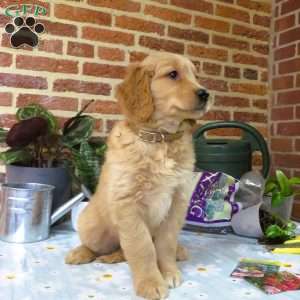 Waldo, Golden Retriever Puppy