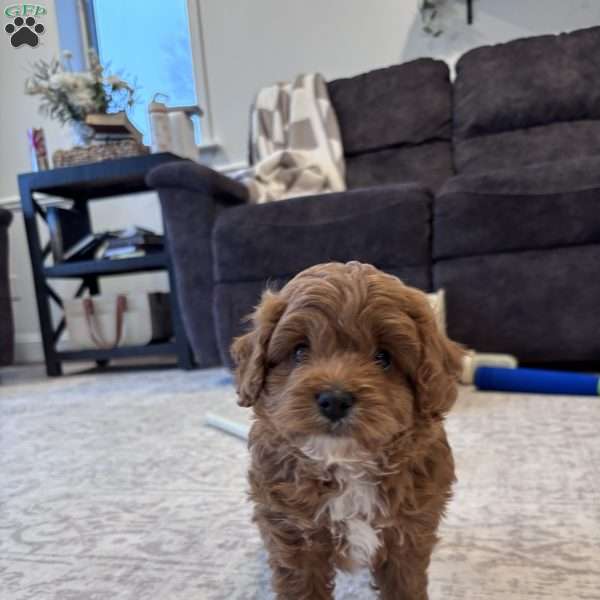 Jasper, Cavapoo Puppy