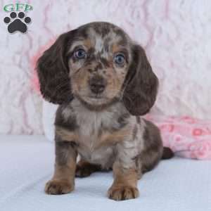 Danae, Dachshund Puppy