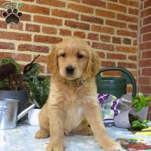 Waldo, Golden Retriever Puppy