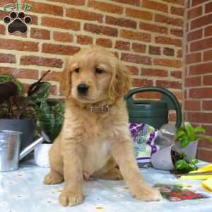 Waldo, Golden Retriever Puppy