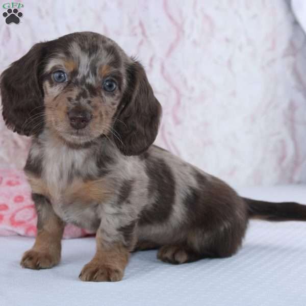 Danae, Dachshund Puppy