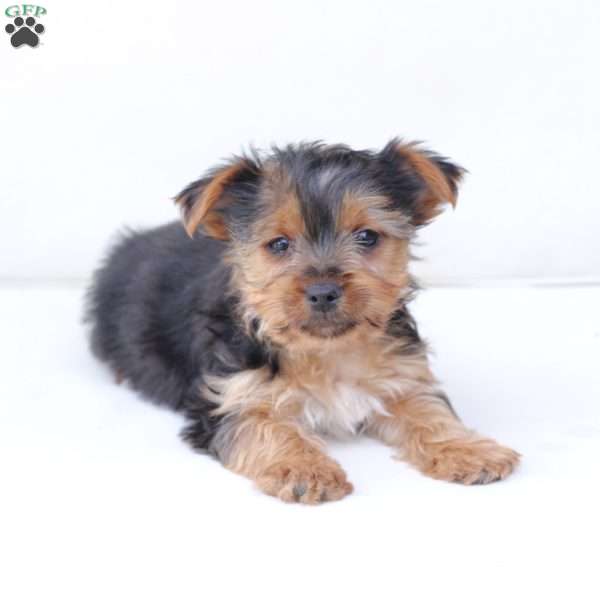 Ruby, Yorkie Puppy