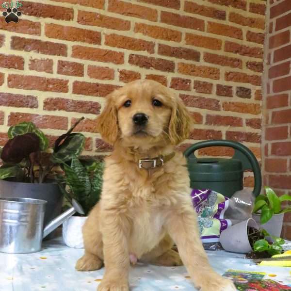Waldo, Golden Retriever Puppy