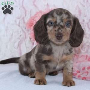 Danae, Dachshund Puppy